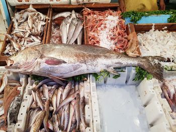 High angle view of fish for sale in market