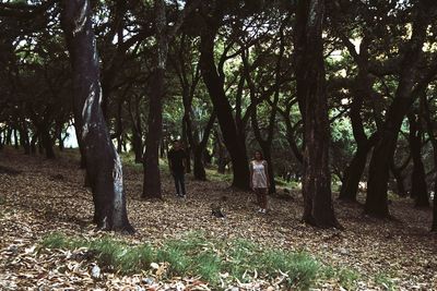 Trees in forest