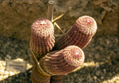 Close-up of chocolate on plant in sea