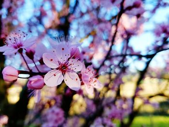 Close-up of pink flowers