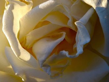 Close-up of yellow rose