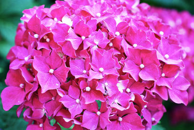 Close-up of pink hydrangea flowers