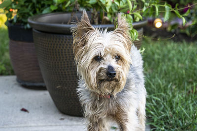 Portrait of a dog