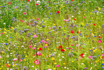 Purple poppy flowers in field