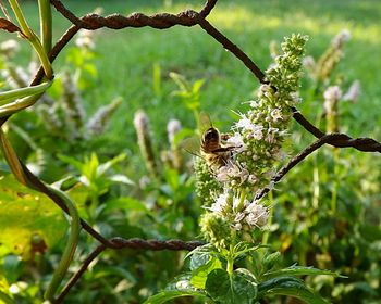 Close-up of bee on flower