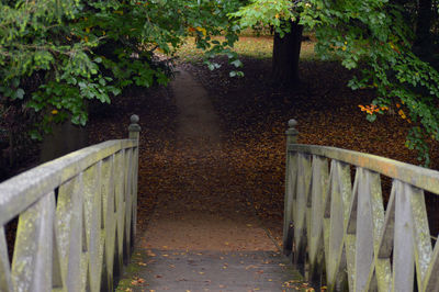 Footpath amidst trees in forest