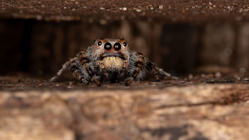 Close-up of an animal