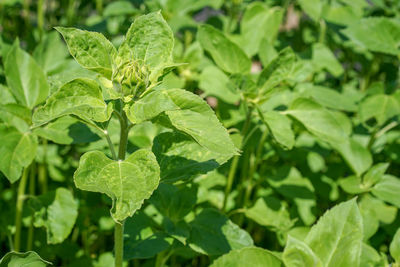 Close-up of fresh green leaves on plant