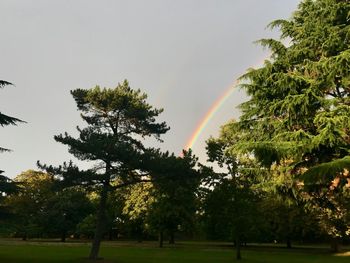 Trees on field against rainbow in sky