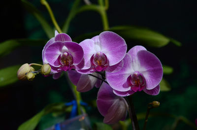 Close-up of orchid