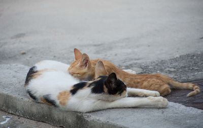 Close-up of cat relaxing outdoors