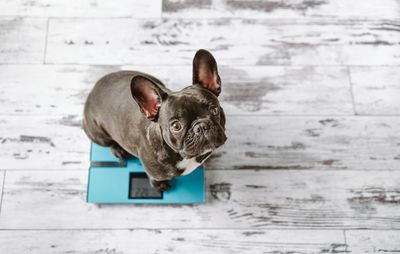 Portrait of a french bulldog dog sitting on weight scale at home