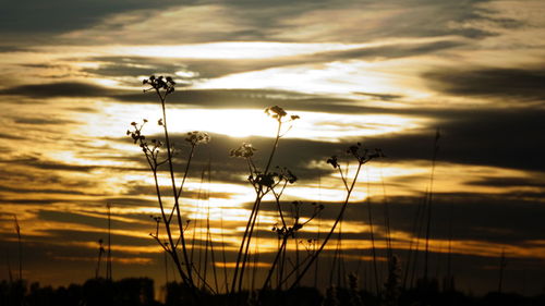 Silhouette plants against sky during sunset