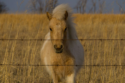 Close-up of pony