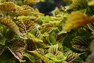 Close-up of fresh green leaves