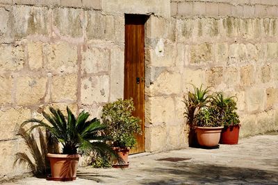 Potted plants against wall and house