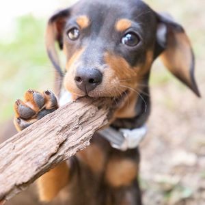 Close-up portrait of a dog