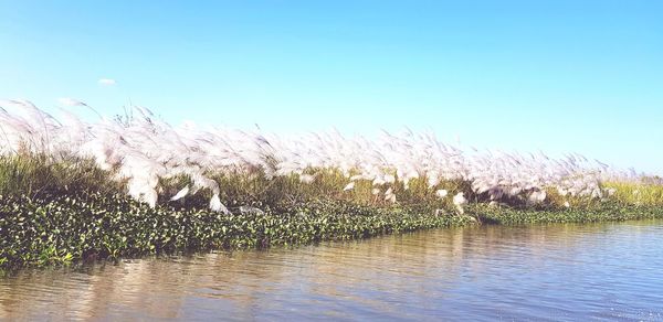 Scenic view of lake against clear blue sky