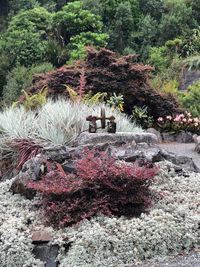 High angle view of flowering plants in garden