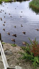 High angle view of ducks swimming in lake