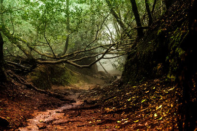 Trail amidst trees in forest