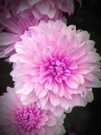 Close-up of pink dahlia blooming outdoors