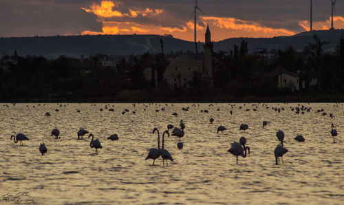 Flamingos in larnaca salt lake during sunset