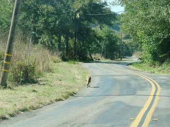 Road amidst trees against sky
