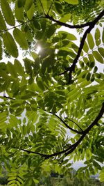 Low angle view of tree leaves