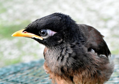 Close-up of a bird looking away