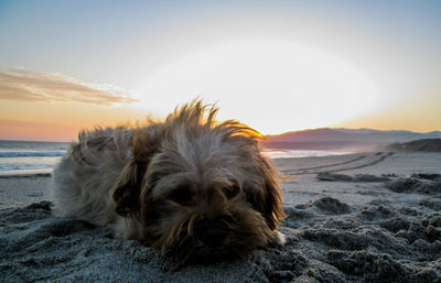 Close-up of dog on beach against sky during sunset