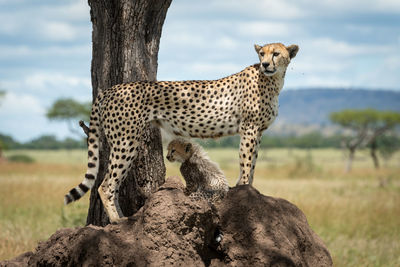Cheetah with cub on rock formation