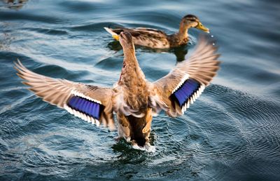 Bird flying over lake