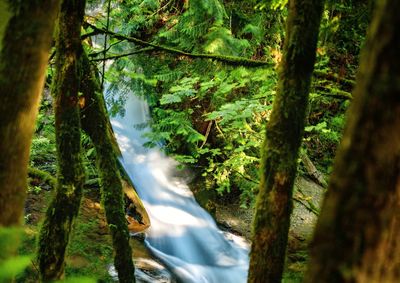 Scenic view of forest