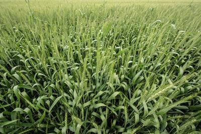 Full frame shot of corn field