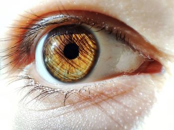 Cropped image of human eye