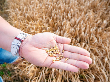 Barley seeds in the hand palm on the field. agricultural industry