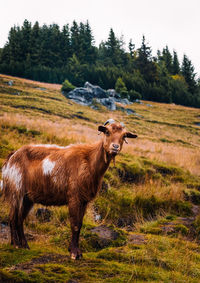 Goat spotted in the carpathian mountains, romania