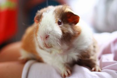 Close-up of cat at home