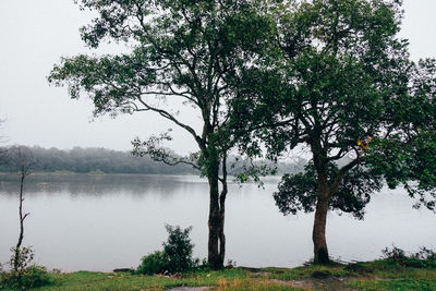 Trees by lake against sky