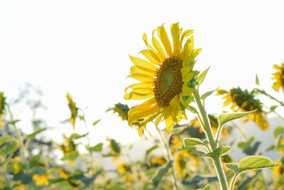 Close-up of yellow sunflower against sky