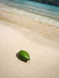 Close-up of pebble on beach