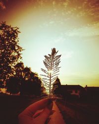 Close-up of silhouette man against trees during sunset