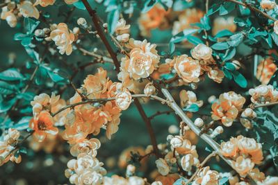 Close-up of cherry blossom on tree