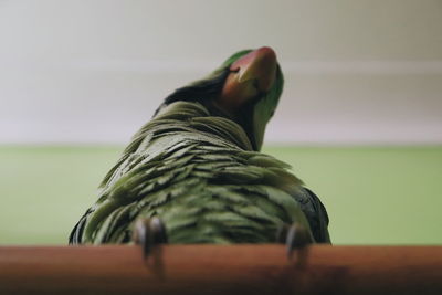 Low section of a parrot on a wooden stick 