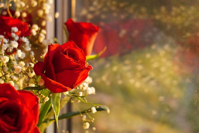 Close-up of red rose against blurred background