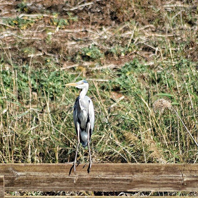 animal themes, animals in the wild, one animal, wildlife, bird, full length, focus on foreground, perching, grass, field, nature, wood - material, outdoors, day, side view, no people, standing, plant, looking away, forest