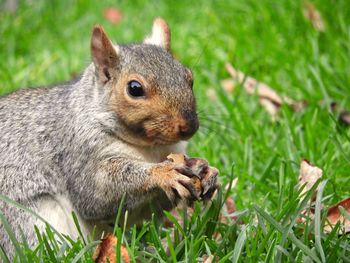 Close-up of squirrel eating grass