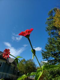 Low angle view of red flowering plant against blue sky