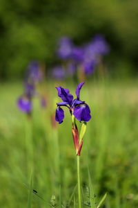 Close-up of purple crocus flowers on field